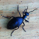 Oil Beetle