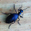 Oil Beetle