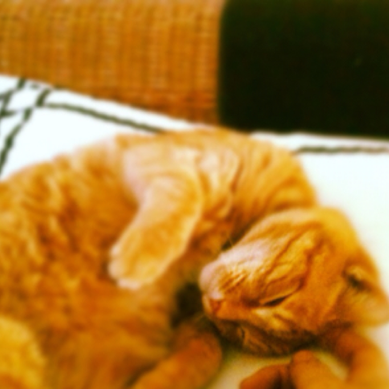 Orange Tabby