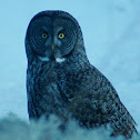 Great Grey OWL