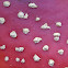 Fly agaric