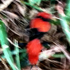 Velvet Ant