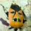 Man's face beetle