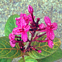 Unknown