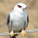 Black-shouldered kite