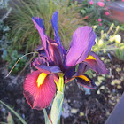 Irises