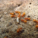 Lemon Ant