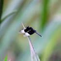 Pied Paddy Skimmer (Male)