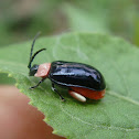Escarabajo pulga