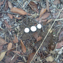 Common Puffball