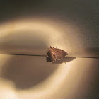 Serpentine Webworm Moth