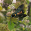 wasp moth