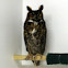 Great Horned Owl