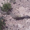 Hog-Nosed Snake