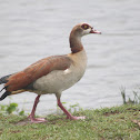 Egyptian Goose
