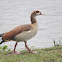 Egyptian Goose