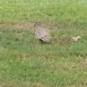 Common Bronzewing