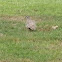 Common Bronzewing