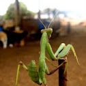 Mantis