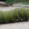 Imperial Moth Caterpillar