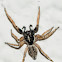 Jumping spider, araña saltadora