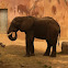 African elephant
