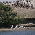 Double Crested Cormorant