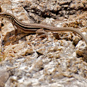 Plateau Striped Whiptail