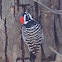 Nuttall's Woodpecker