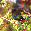 Fiery-throated Hummingbird