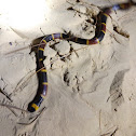 Eastern Coral Snake