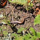 Ground Skink