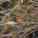 Phaon Crescent