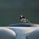 African Pied Wagtail