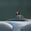 African Pied Wagtail