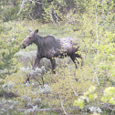 Moose