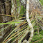 Orquidea