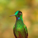 Green-fronted Brilliant