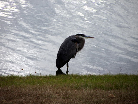 Spotting Image 1