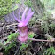 Calypso Orchid