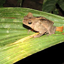 Crested Forest Toad
