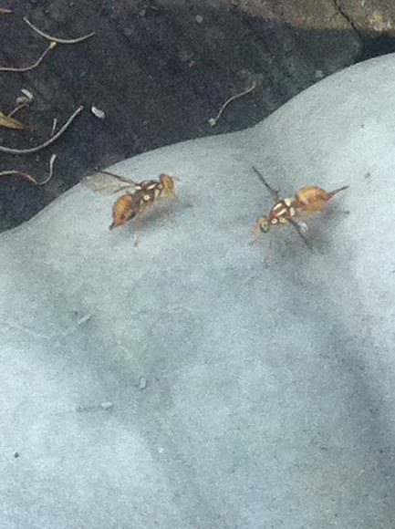 Spotting Image 1