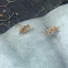 Queensland Fruit Fly