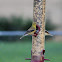 Gold finch