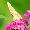 Great Spangled Fritillary