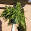 Fern
