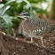 Sunbittern