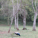 Indian Peafowl /Blue Peafowl