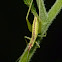 Cricket (nymph)