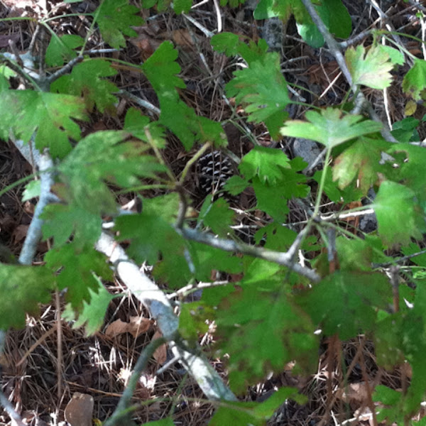 Parsley Leaf Hawthorn Project Noah